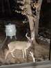 14 point buck outside bathroom 2-12-22.jpg