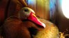 DS-2CD2642FWD-IZS_duck_sample.jpg