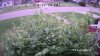 Bush 2.jpg