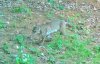 bobcat6.jpeg