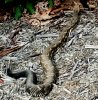 big_ass-rattler-FT_mtn-09942014-9.JPG