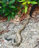 big_ass-rattler-FT_mtn-09942014-4.JPG