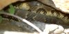 baby-rattlers-den-4.JPG