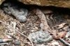 copperhead_in_the_the_den.jpg