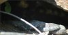 baby-rattlers-den-3.JPG