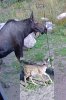 fawnVmoose.jpg