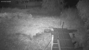 Opossum with No Tail.jpg