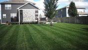Grass.jpg