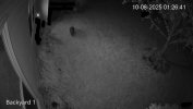 d111081.jpg