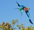 lilac-breasted-roller.jpg