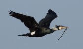 DSC_9478-CormorantFlight.jpg