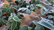 FrostLeaves.jpg