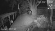 192.168.1.110_Backyard-B5442E-ZE _main_20260421204851_@1.jpg