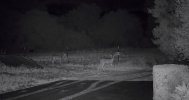 deer.jpeg