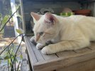 IMG_1334.jpeg