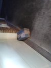 FedEx-Walmart_072626.jpeg