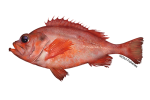 22453.png