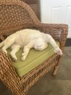 IMG_0880.jpeg