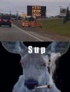 High Deer.jpg