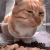 IMG_2151.gif