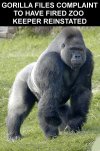 gorilla2.jpg