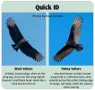 vulture type ID.jpg