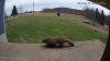 Groundhog.jpg