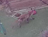 fox.png