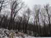 Tree.jpg
