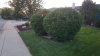 6 LPR in bush with leaves - from sidewalk.jpg