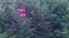 8 LPR in Bush with leaves - close up.jpg