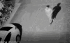 Bad Dude2.png