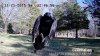 GracklePic.jpg