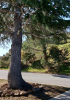 tree.png