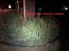 front entrance sign trim bushes 3.jpg
