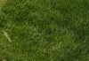 1617217662856.png