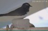 bird3.jpg
