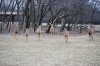 Deers022.jpg