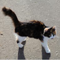 Mjasnik