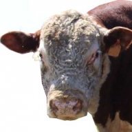 HereBull