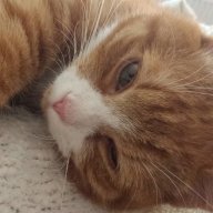 Ruedi