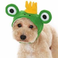 puppyfrog