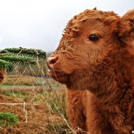 Mr-Moo