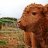 Mr-Moo